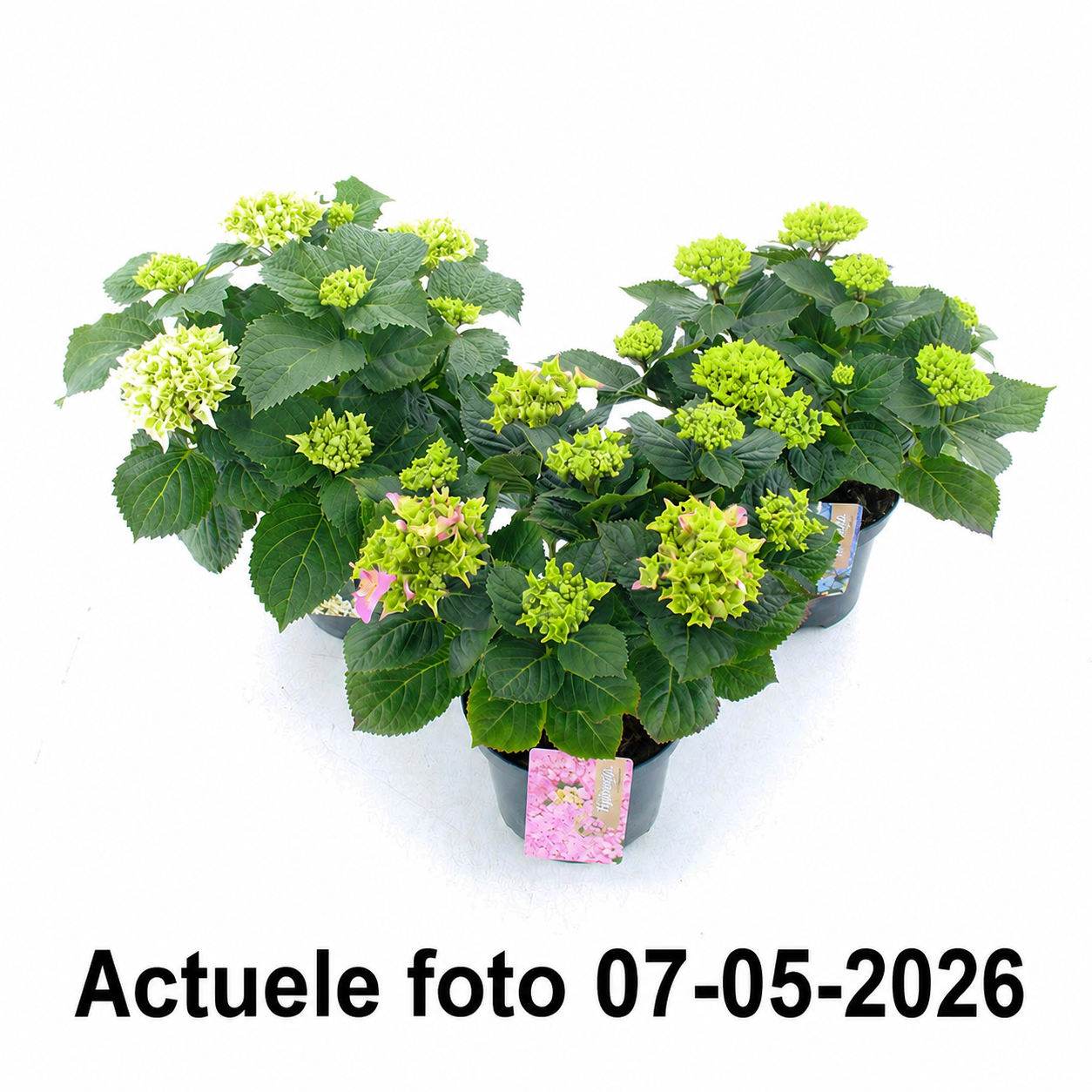 Hydrangea macrophylla - Boerenhortensia rood