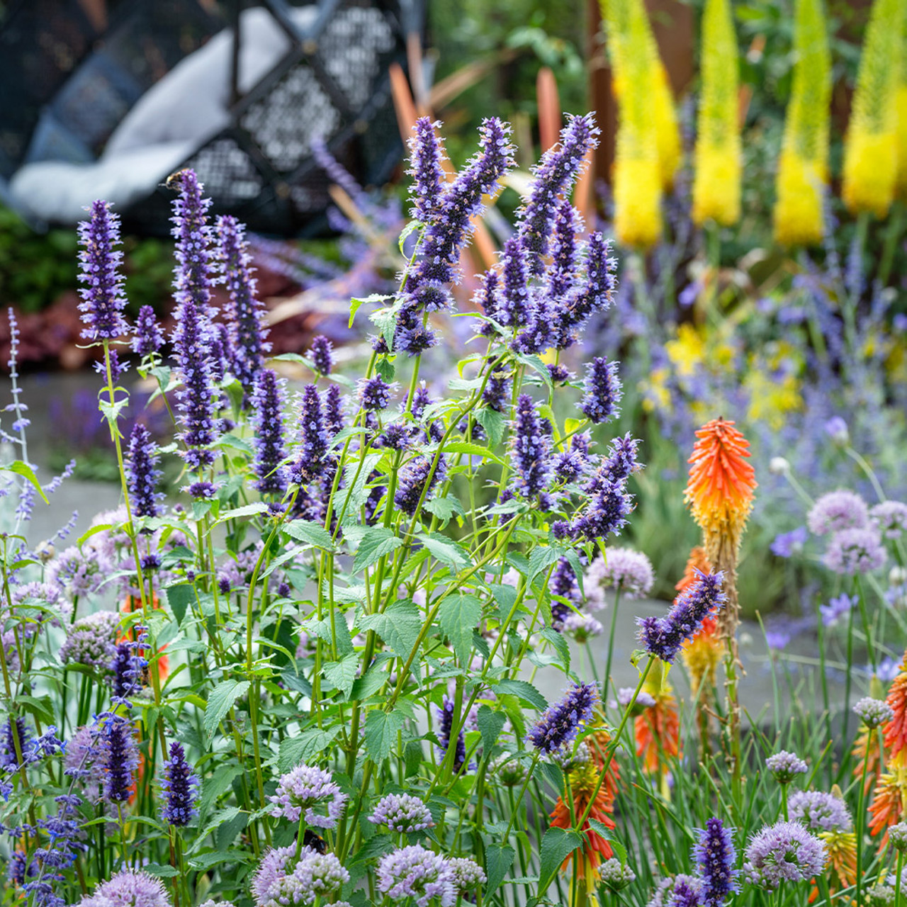 Agastache 'Black Adder' - Dropplant
