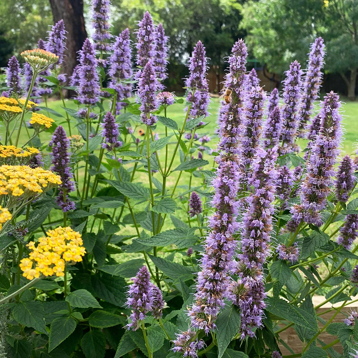 Agastache 'Blue Fortune' - Dropplant