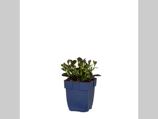 Violette bloemen met groene bladeren, dicht op elkaar staand in een tuin. Perfect voor tuinieren en decoratieve planten in een bloembed.