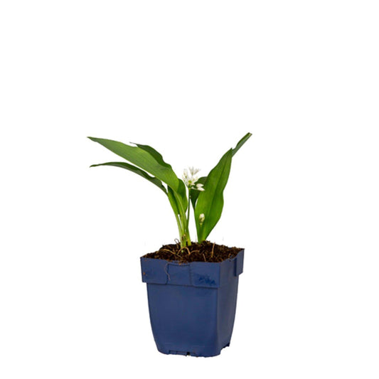 Witte allium bloemen met fijne, sterrenvormige bloemblaadjes en groene bladeren, geplaatst in een natuurlijke tuinomgeving met aangrenzende groene planten en een roze bloem. Perfect voor tuinversiering en decoratieve tuinontwerp.