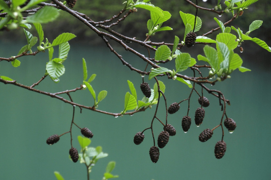 Groene bladeren van een berkboom met hangende, bruine zaden. Natuurlijke groene bladeren en takken in een bosomgeving, geschikt voor tuin- en landschapsprojecten.