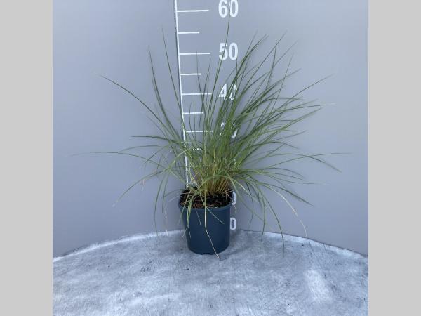 Ammophila arenaria - Helmgras