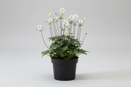Witte anemoonbloemen met fijne stempels bloeien in een zachte natuurlijke omgeving, omringd door groene bladeren. Perfect voor decoratieve tuin- en bloemprojecten.