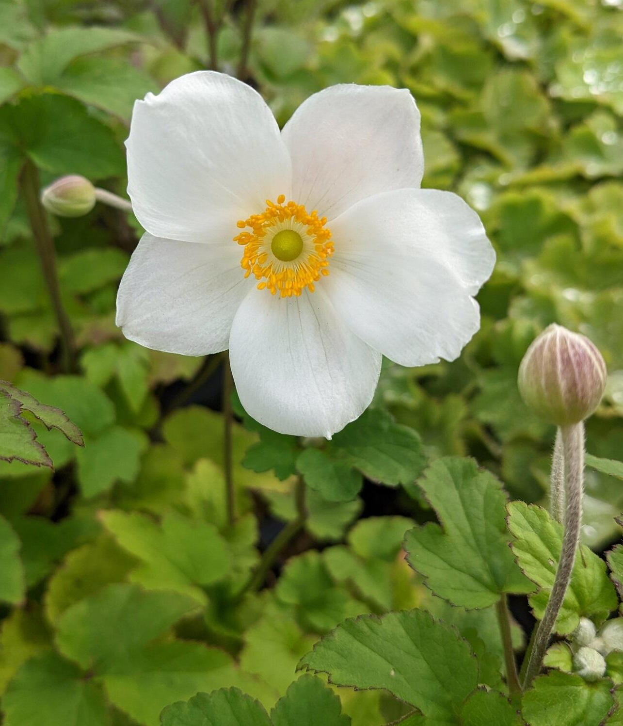Anemone hybrida 'Honorine Jobert' - Herfstanemoon