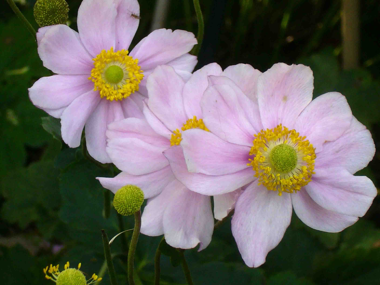 Anemone hybrida 'Königin Charlotte' - Herfstanemoon