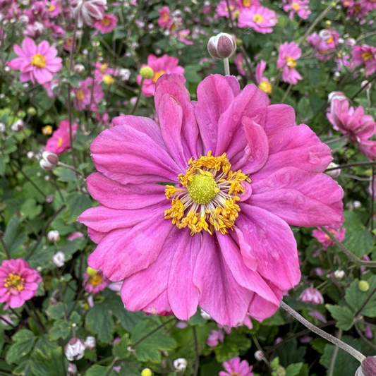 Anemone hybrida 'Pamina' - Herfstanemoon