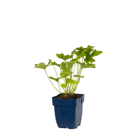 Witte anemoonbloemen met gele centra bloeien in een groene tuin, omringd door donkergroene bladeren. Perfect voor een natuurlijke tuinversiering of als decoratieve plant.