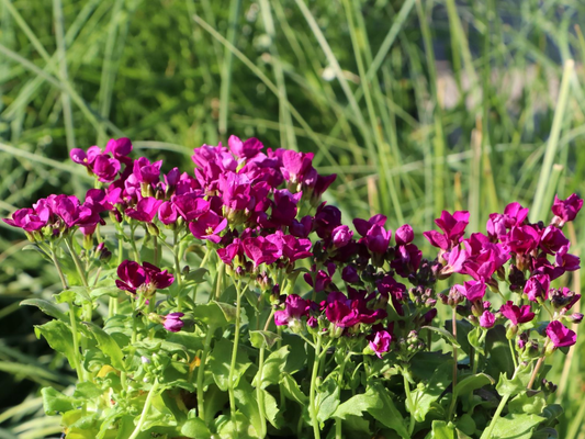 Arabis caucasica 'Little Treasure Deep Rose' - Randjesbloem