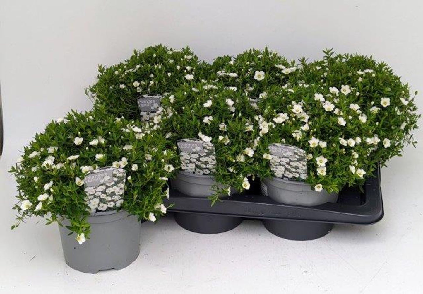 Arenaria montana 'Summer White Compact' - Wintersteenplant