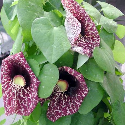Aristolochia macrophylla - Duitse Pijp