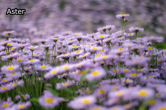 Borderpakket 'Nazomer & Kleur' - 5m² - 50 planten