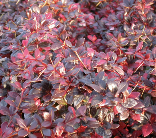 Berberis media 'Red Jewel' - Zuurbes