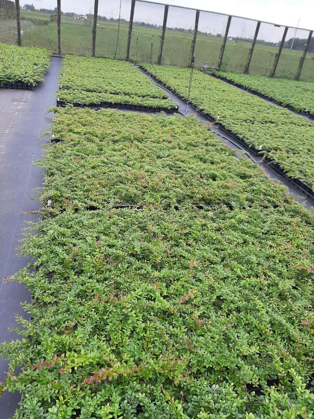 Berberis interposita 'Wallich's Purple' - Zuurbes