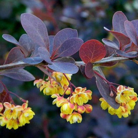 Berberis thunbergii 'Atropurpurea' - Rode Zuurbes haag blote wortel