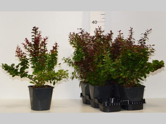 Berberis thunb. 'Atropurpurea' in Pot - Rode Zuurbes haag