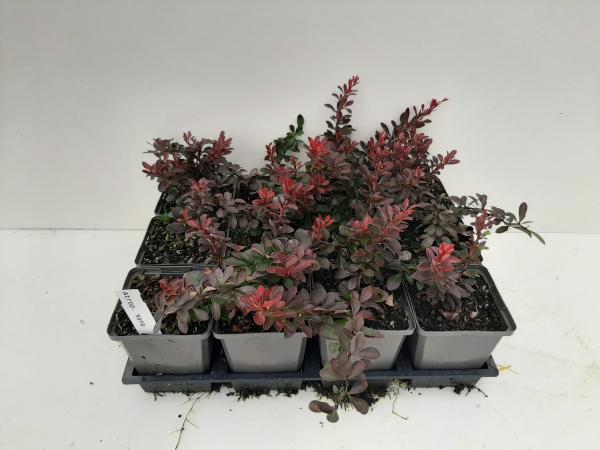 Berberis thunbergii 'Atropurpurea Nana' - Zuurbeshaag