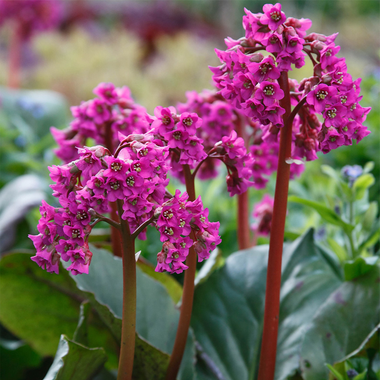 Bergenia cordifolia - Schoenlappersplant