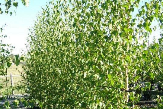 Betula pendula - Ruwe Berkenhaag blote wortel
