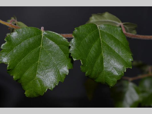 Betula pendula 'Spider Alley' - Kronkelberk
