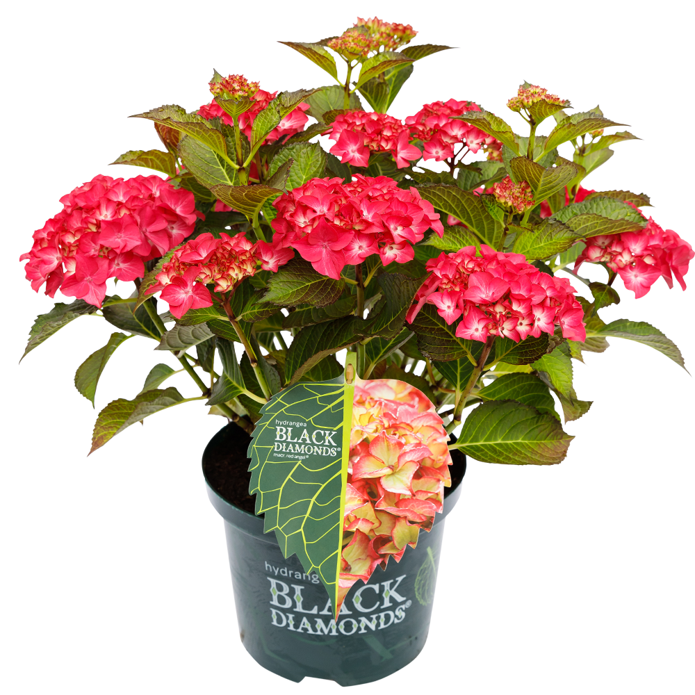 Hydrangea macrophylla 'Red Angel' - Black Diamonds® Collection