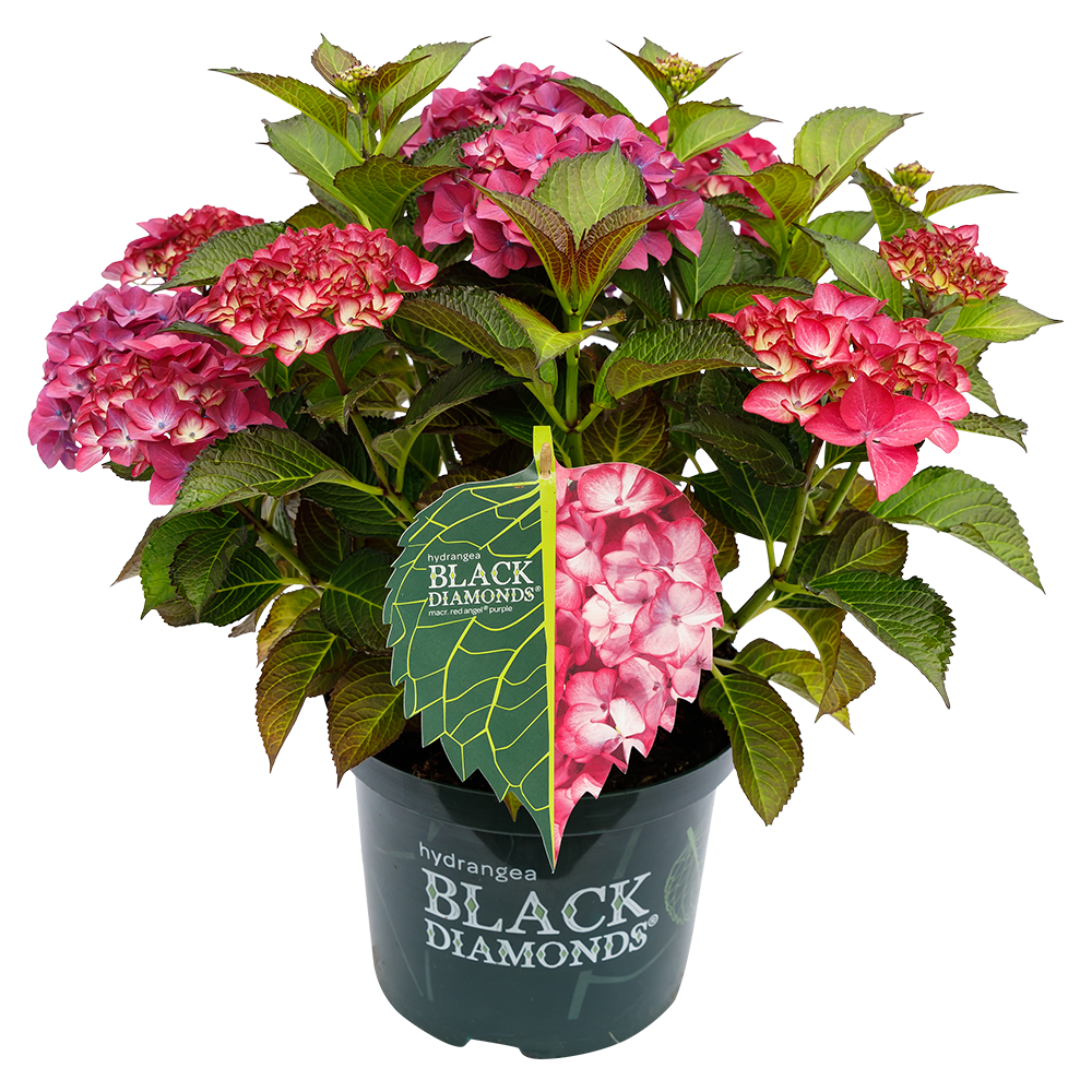 Hydrangea macrophylla 'Red Angel Purple' - Black Diamonds® Collection