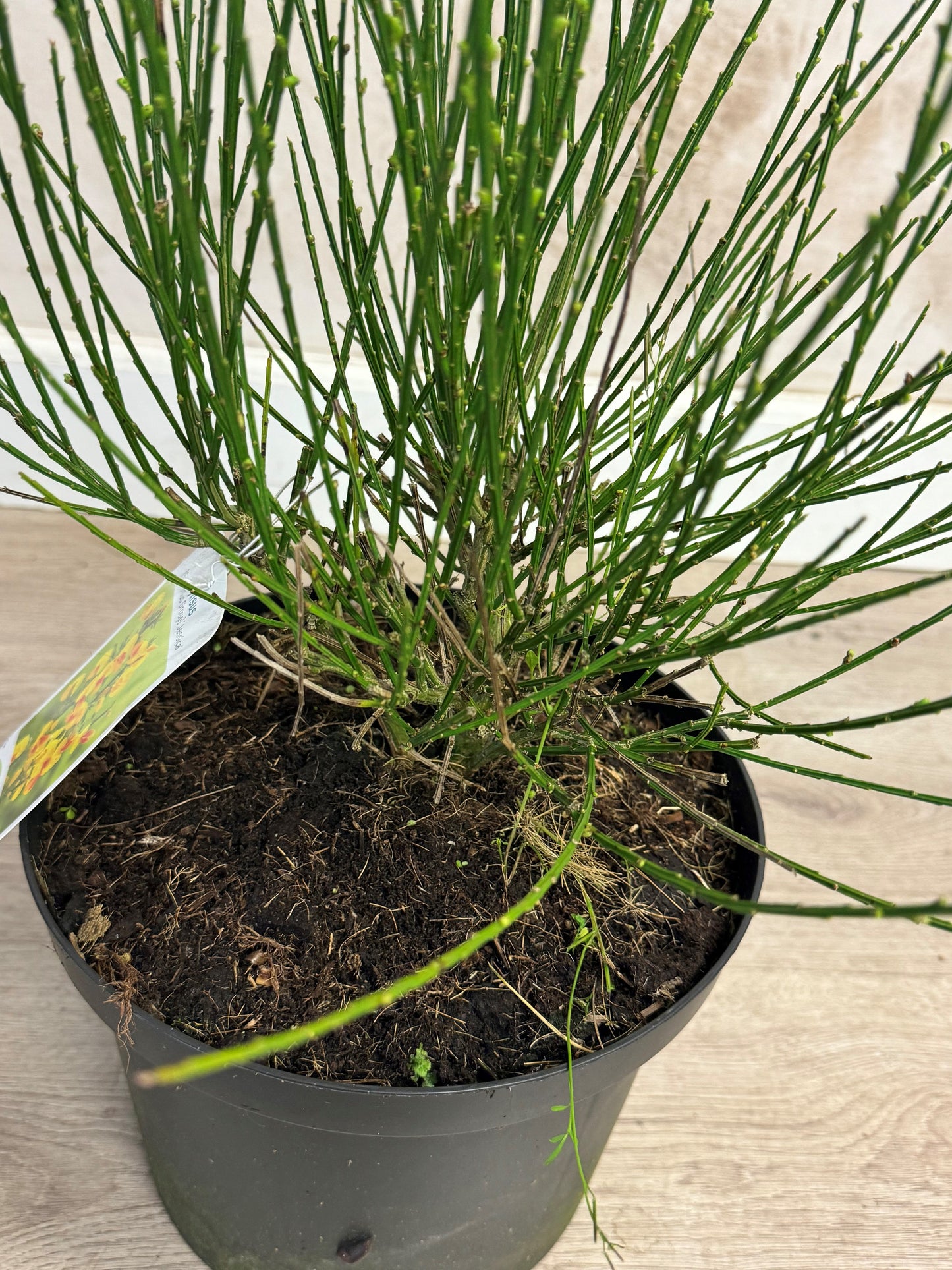 Cytisus (Scoparius Group) 'Jessica' - Brem