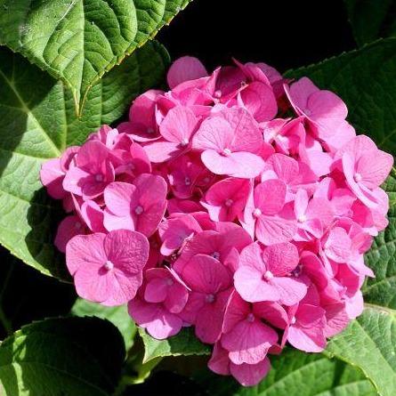 Hydrangea macrophylla - Boerenhortensia roze