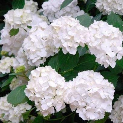 Hydrangea macrophylla - Boerenhortensia wit