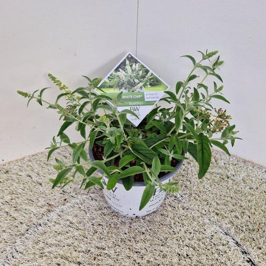 Witte buddleia bloemen met groene bladeren op een grasachtige achtergrond, perfect voor tuinversiering en insecten aanleg. Prachtige tuinplant voor bloeiende tuinen en natuurlijke decoratie.