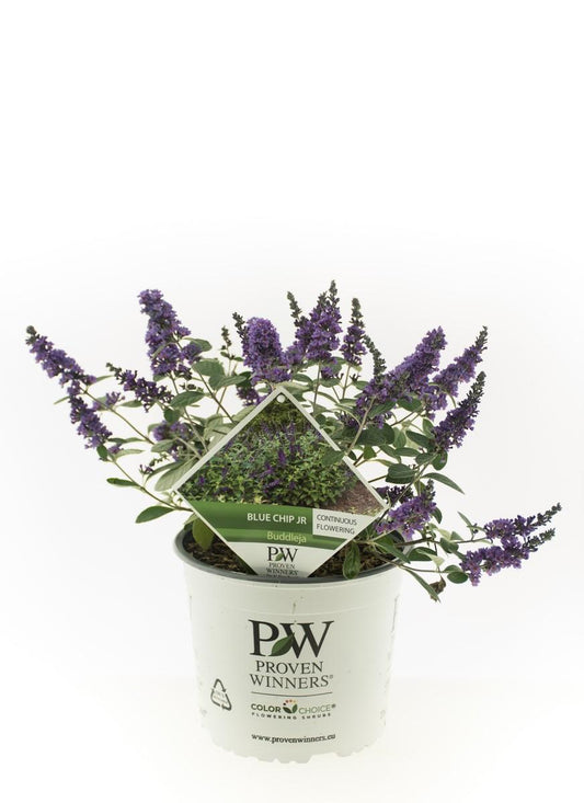 Violette bloemen van de buddleia plant met groene bladeren, in volle bloei voor tuinversiering. Perfect voor tuinontwerp en decoratieve tuinplanten.