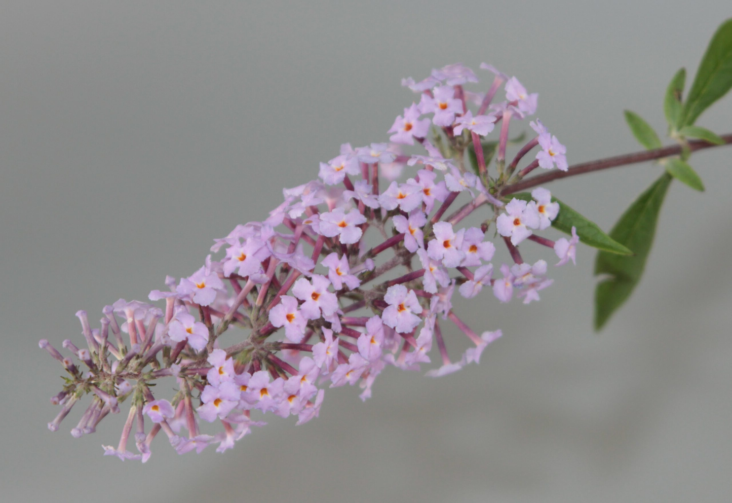Buddleja davidii ‘Nanhoensis’ - Vlinderstruik