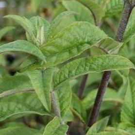 Buddleja davidii 'Border Beauty' - Vlinderstruik