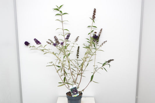 Prachtige paarse buddleia bloemen met twee vlinders, een bruin-gouden en een rode, die op de bloeiende takken rusten. Perfect voor tuinieren en insecten aanleg.