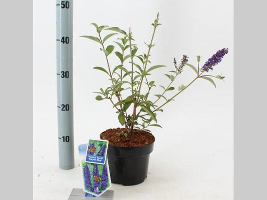 Violette buddleja-bloemen met fijne, dichte bloemtrossen tegen een groene achtergrond. Perfect voor tuinieren en decoratieve tuinontwerp.