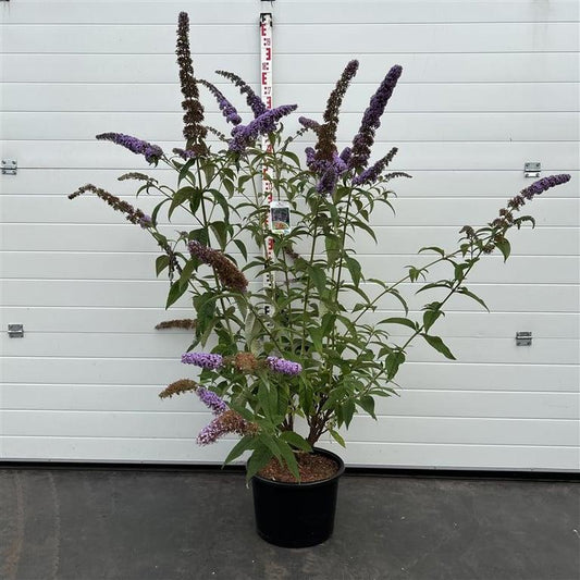 Een prachtige paarse buddleia met fijn gevormde bloemen en groene bladeren, perfect voor tuinversiering. Ideaal voor tuinontwerp en decoratie in een bloembed.