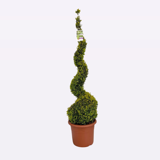 Buxus Sempervirens Spiraal