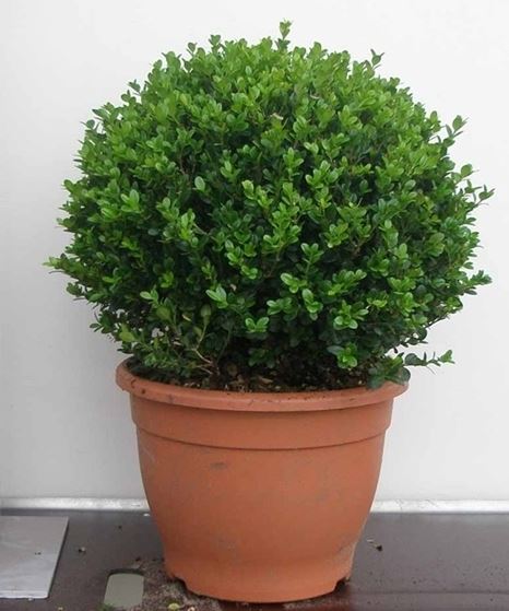 Buxus Bol - Buxus microphylla Faulkner