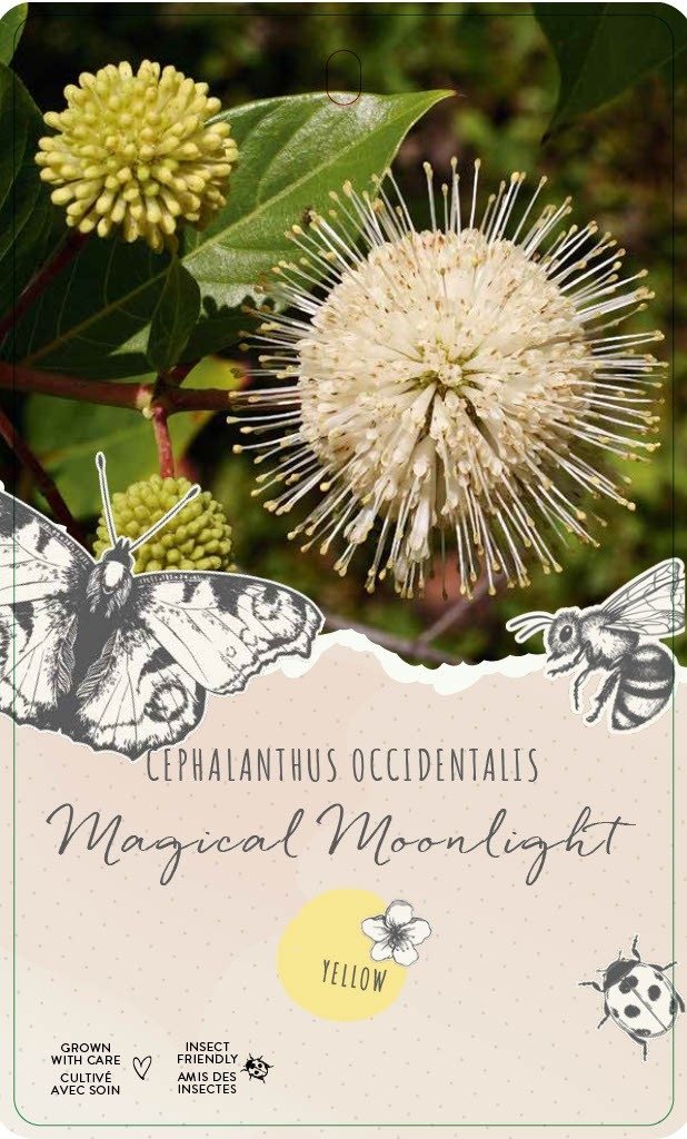 Cephalanthus 'Magical Moonlight' - Kogelbloem