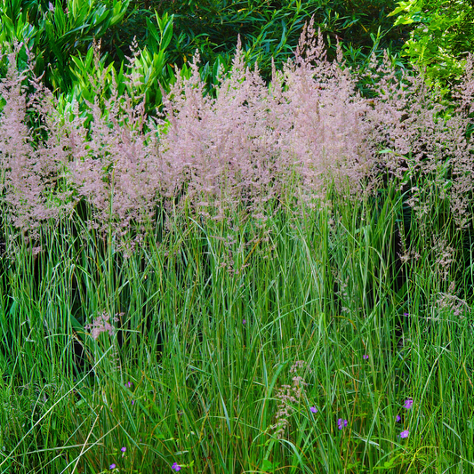 Calamagrostis acutiflora 'Overdam' - Struisriet