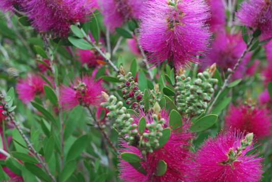 Callistemon viminalis 'Hot Pink' - Flessenborstel