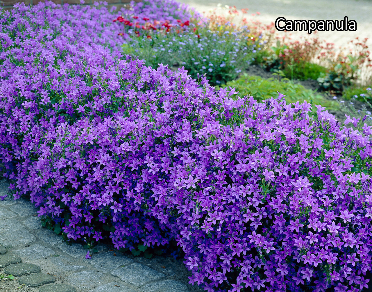 Borderpakket 'Wild & Inheems' - 5m² - 40 planten