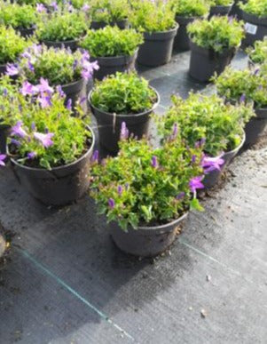 Campanula portenschlagiana - Klokjesbloem