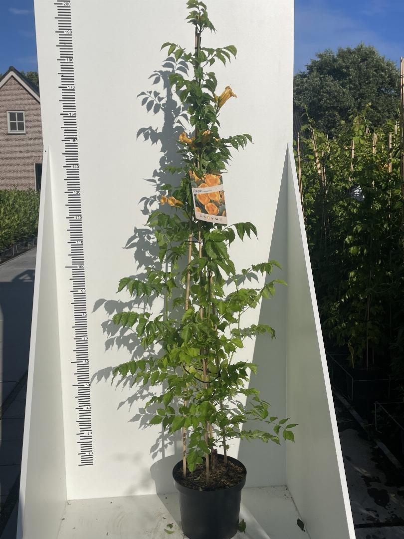 Campsis 'Flava' - Gele Trompetbloem
