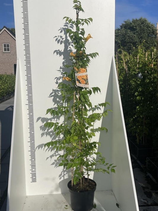 Campsis 'Flava' - Gele Trompetbloem