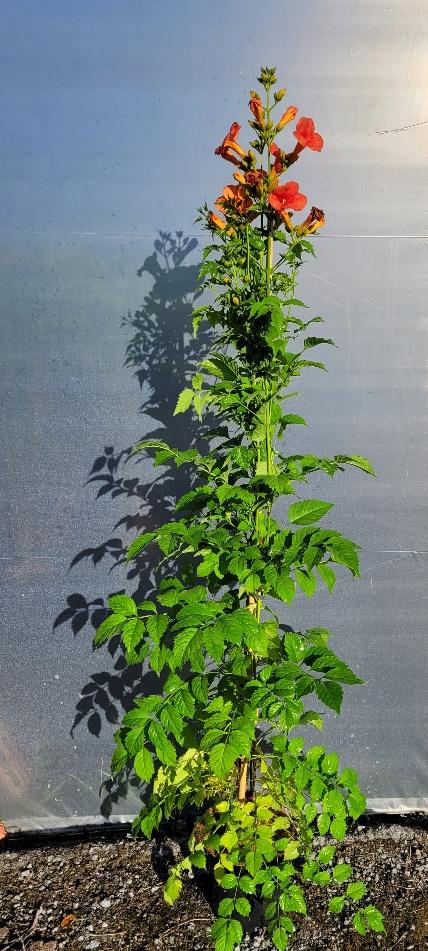 Campsis 'galen' - Oranje-Rode Trompetbloem