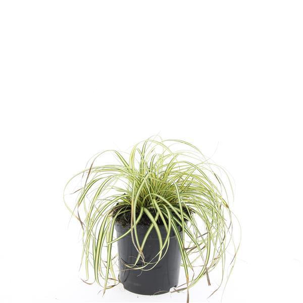 Carex oshimensis 'Evergold' - Zegge