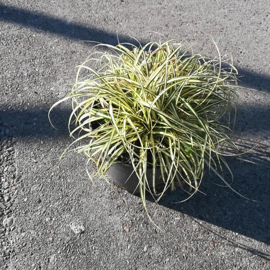 Carex oshimensis 'Evergold' - Zegge