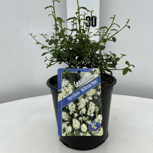 Ceanothus thyrsiflorus 'Millerton Point' - Amerikaanse sering