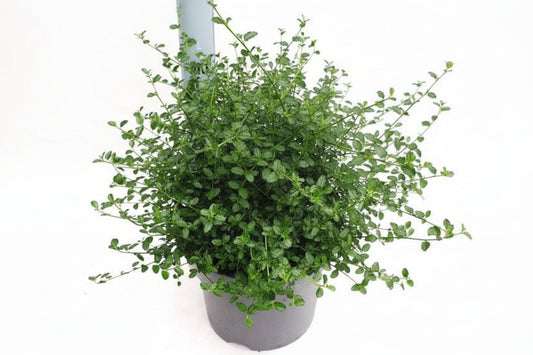 Lichtblauwe, bolvormige bloemen van de lavendelhybride, omringd door donkergroene bladeren. Perfect voor tuinversiering en als decoratieve plant in bloemenbakken.